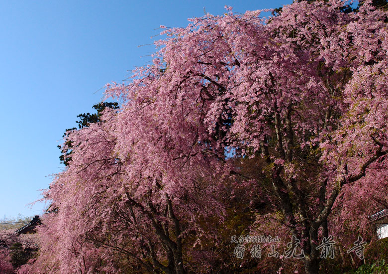 桜写真2