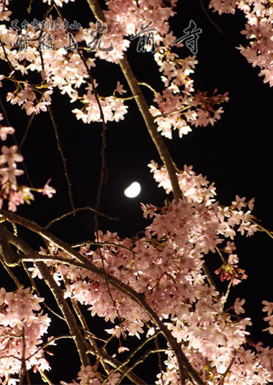桜写真3