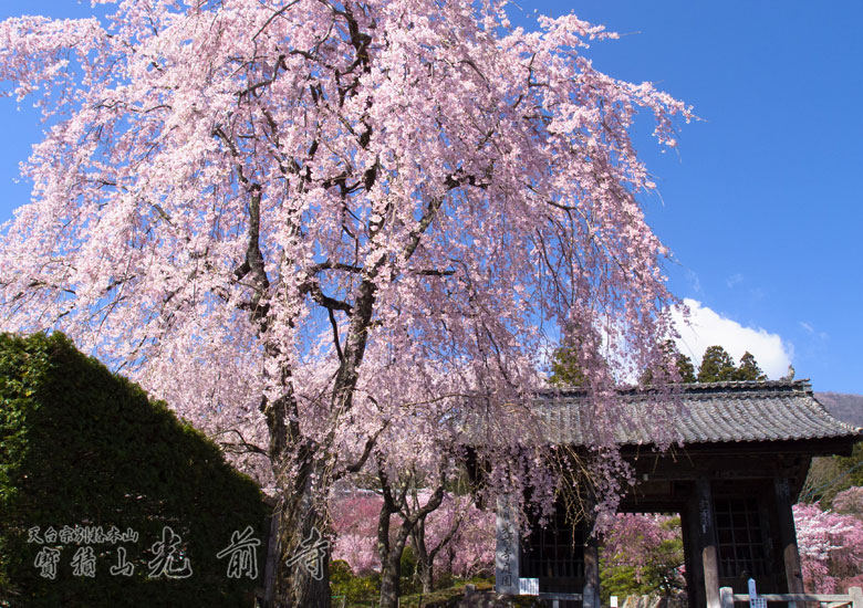 桜写真1