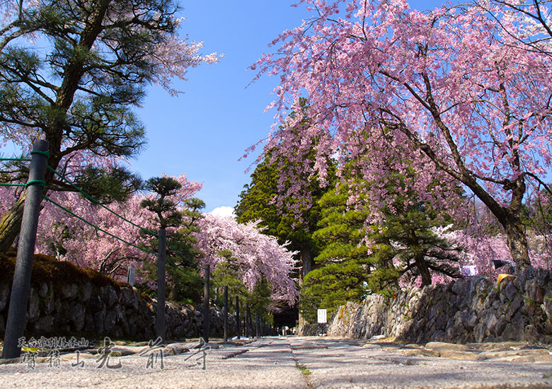 桜写真2