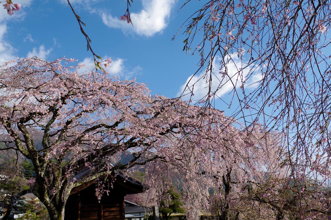 桜画像