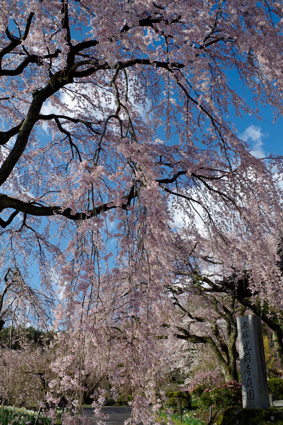 桜画像