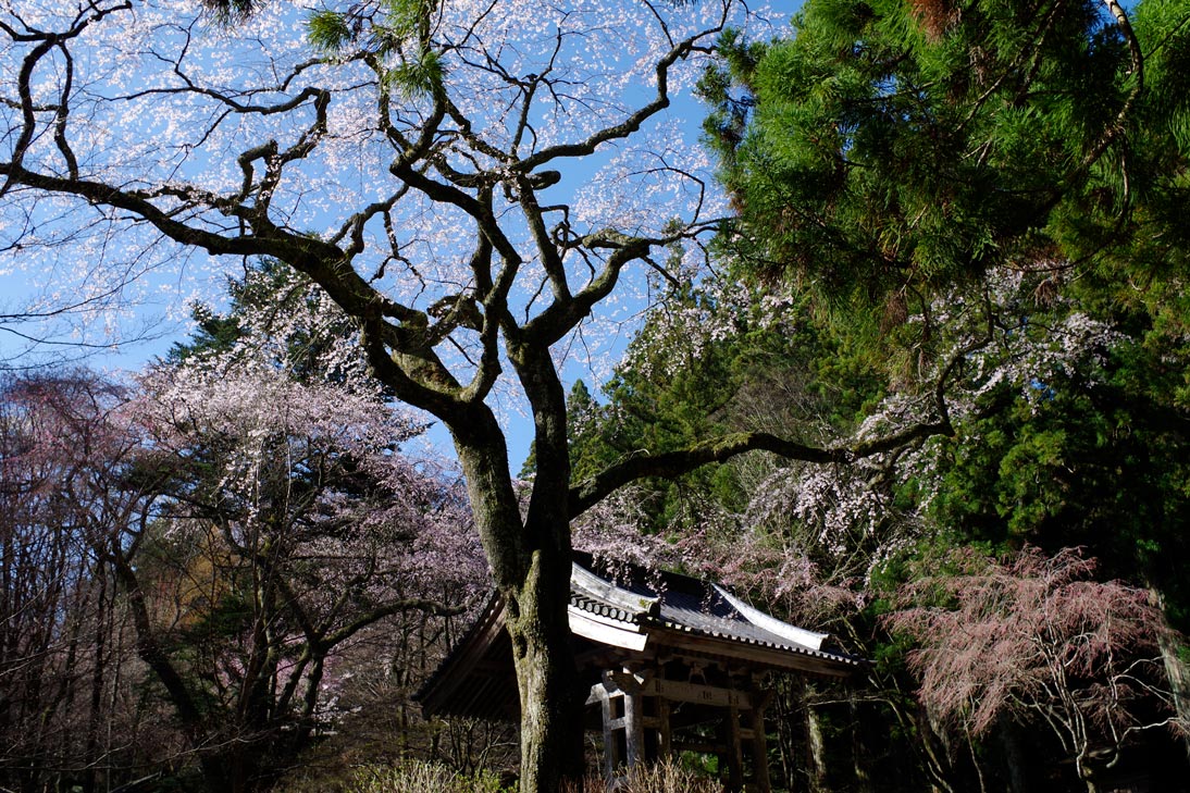 桜画像
