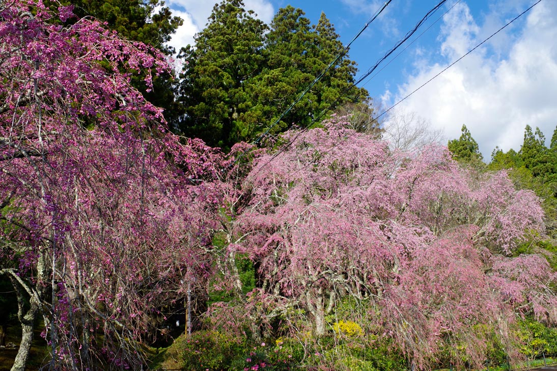 桜画像